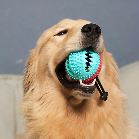 Jouet Pour Chien Indestructible