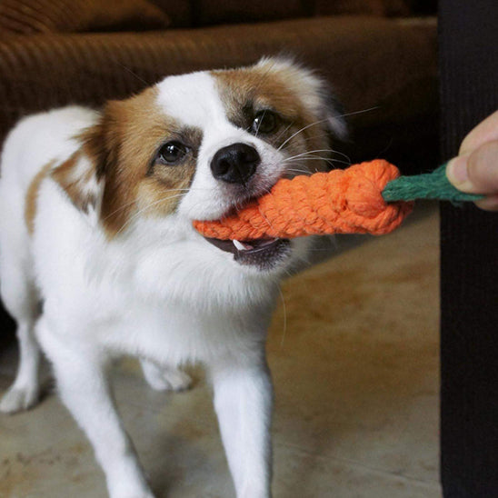 Jouet pour chien