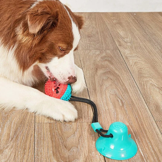 Ball pour chien