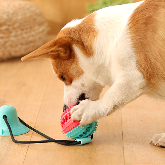 Jouets pour Chien