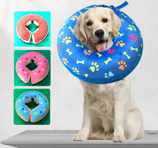 dressage chien
