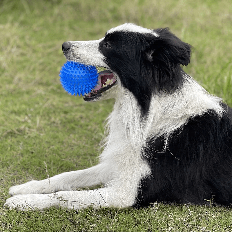 Balle pour Chien - BiteResistantBall™ - Bleu - Paw Paradise Zone