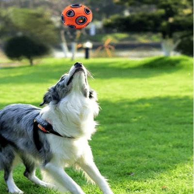 Balle pour chien - DogChewBall™ - Orange - Paw Paradise Zone