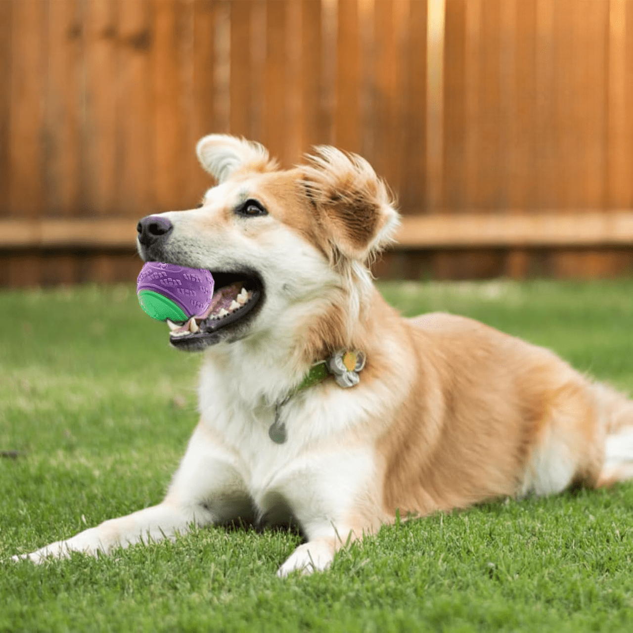 Balle pour Chien - InteractiveToys™ - Violet - Paw Paradise Zone