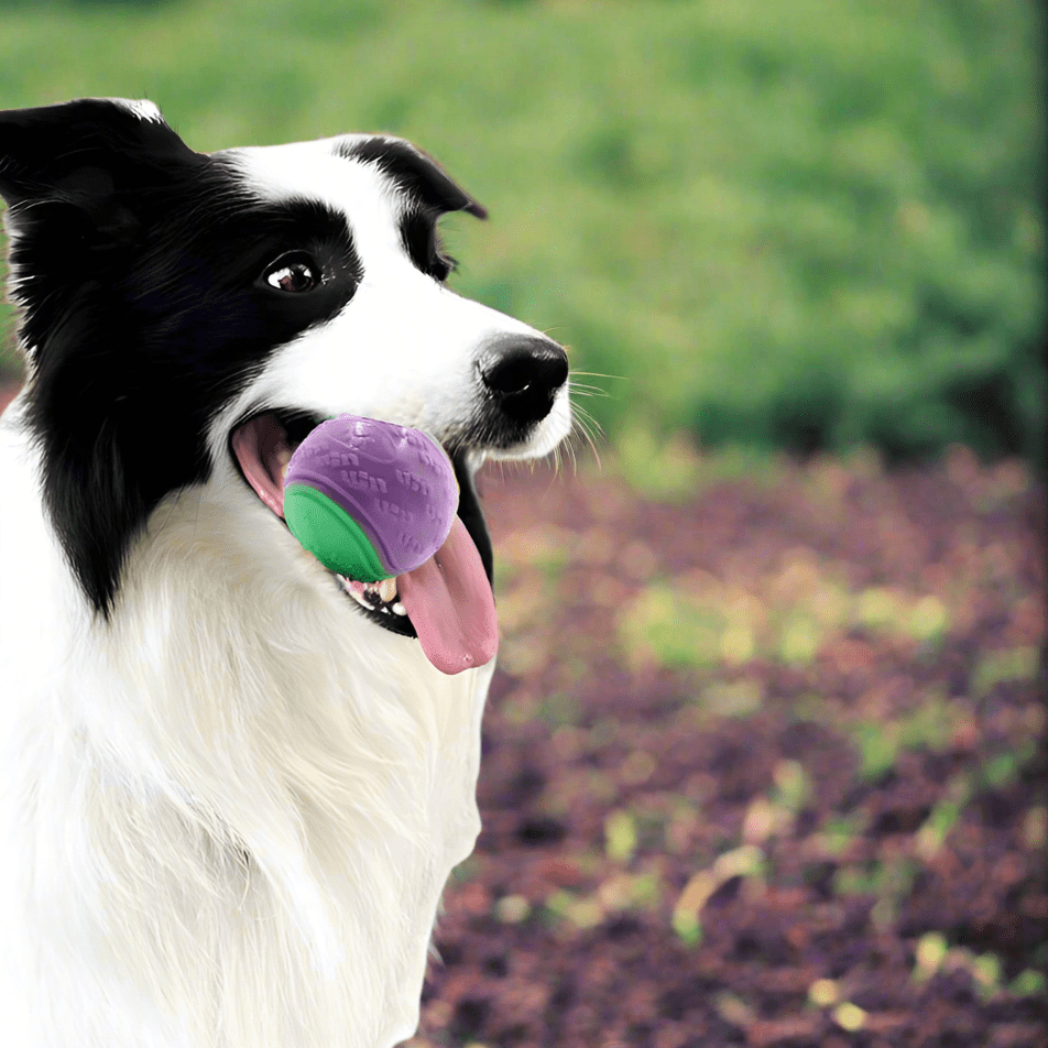 Balle pour Chien - InteractiveToys™ - Violet - Paw Paradise Zone