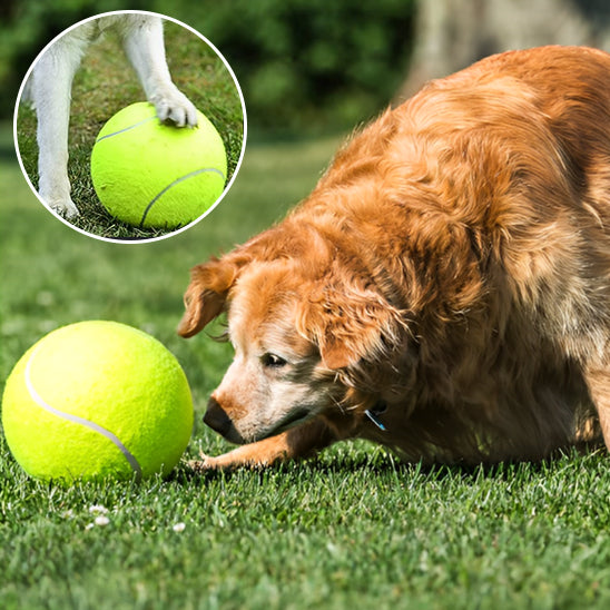 dressage_chien_autour_de_moi