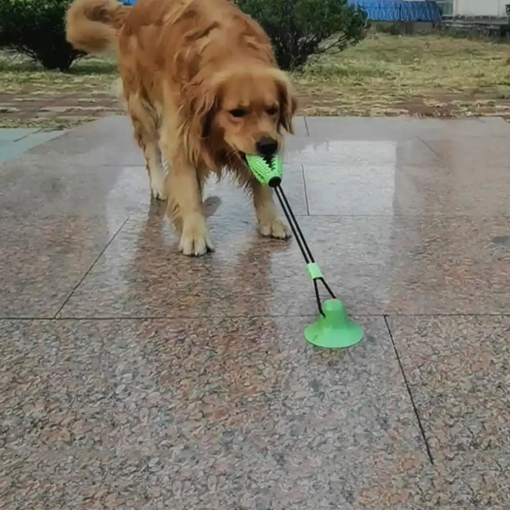educateur canin compertementaliste