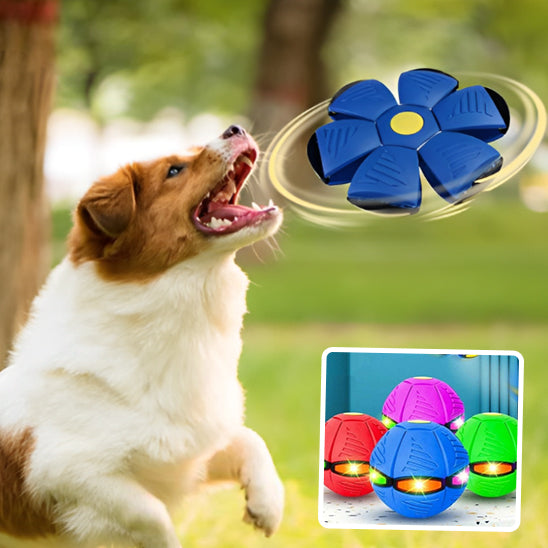 frisbee_chien