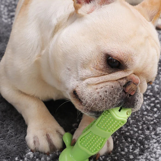 Jouet à Mâcher Chien|ToyBallChew™